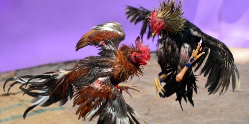 ae888 co nổ hũ tiếng anh là gì