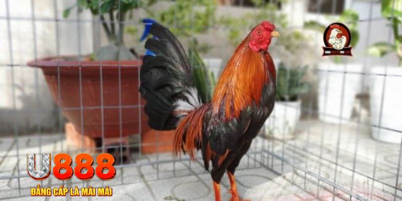 ae888 co tải nổ hũ trên máy tính