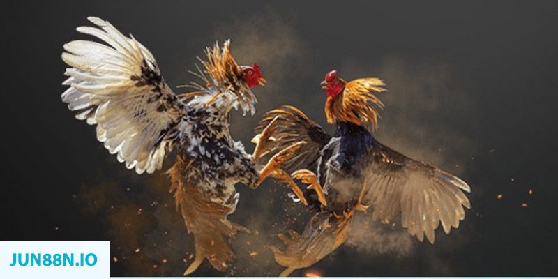 ae888 co đăng nhập sòng bạc miễn phí